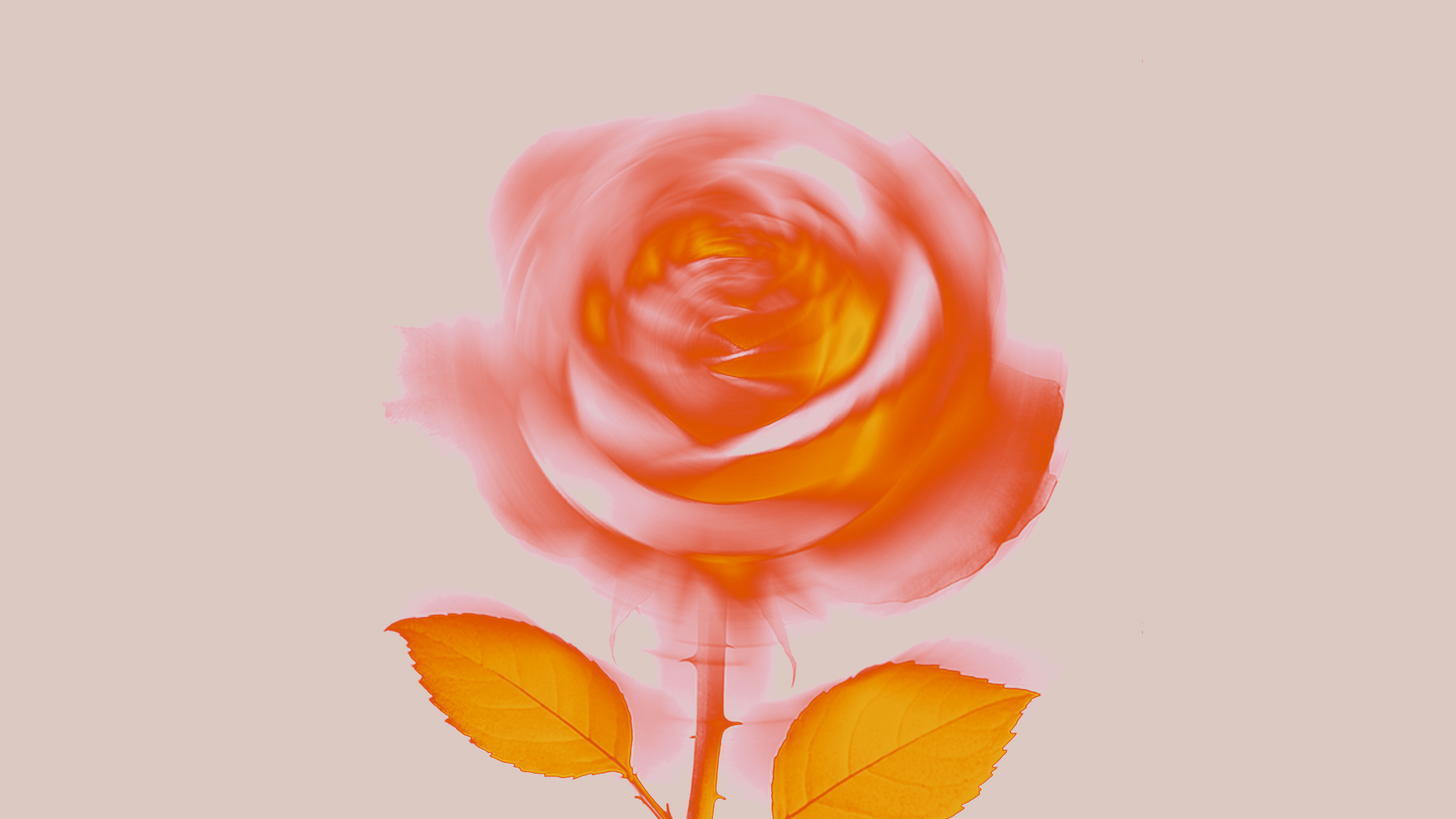 Rose Background